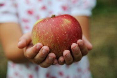 Prévisions prometteuses pour la récolte de pommes de cette année - 18