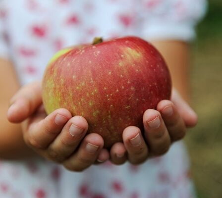 Prévisions prometteuses pour la récolte de pommes de cette année 6 Prévisions prometteuses pour la récolte de pommes de cette année - 5