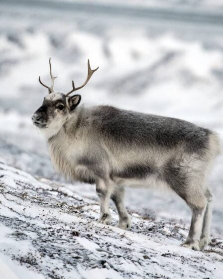 Disney veut faire un film sur la nature sur le Svalbard 17 Disney veut faire un film sur la nature sur le Svalbard - 16