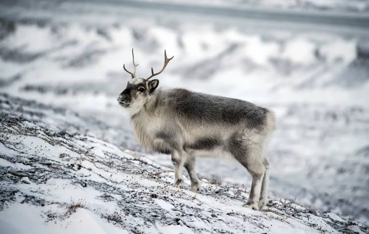 Disney veut faire un film sur la nature sur le Svalbard 4 Disney veut faire un film sur la nature sur le Svalbard - 3