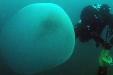 PHOTO: des scientifiques résolvent enfin le mystère des blobs flottants géants découverts au large des côtes norvégiennes - 16