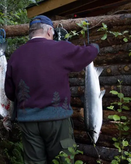 Sous la menace? Le saumon sauvage et le renne considérés comme de nouveaux candidats pour la Liste rouge des espèces de Norvège - 1