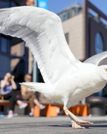 Grippe aviaire détectée chez une mouette à Bergen 29 Grippe aviaire détectée chez une mouette à Bergen - 28