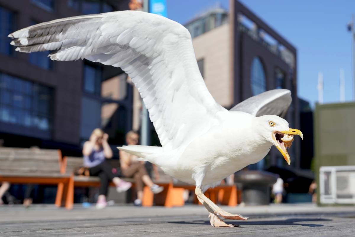 Grippe aviaire détectée chez une mouette à Bergen 4 Grippe aviaire détectée chez une mouette à Bergen - 3