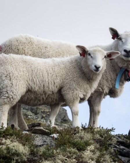 Au moins 60 animaux morts trouvés dans une ferme à Troms 8 Au moins 60 animaux morts trouvés dans une ferme à Troms - 7