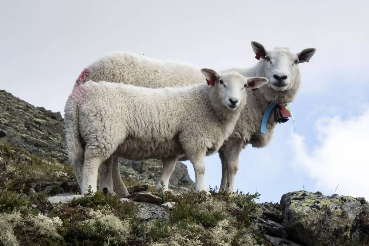 Au moins 60 animaux morts trouvés dans une ferme à Troms 4 Au moins 60 animaux morts trouvés dans une ferme à Troms - 3