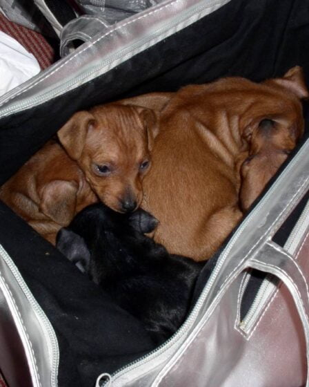 Ces dernières semaines, des chiens sont tués presque tous les jours à la frontière suédoise 18 Ces dernières semaines, des chiens sont tués presque tous les jours à la frontière suédoise - 17