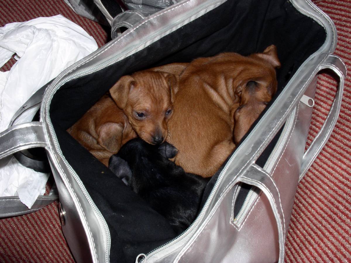 Ces dernières semaines, des chiens sont tués presque tous les jours à la frontière suédoise 4 Ces dernières semaines, des chiens sont tués presque tous les jours à la frontière suédoise - 3