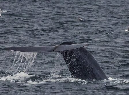 Une demande de vente de baleines norvégiennes au Japon 15 Une demande de vente de baleines norvégiennes au Japon - 14