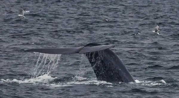 Une demande de vente de baleines norvégiennes au Japon 4 Une demande de vente de baleines norvégiennes au Japon - 3