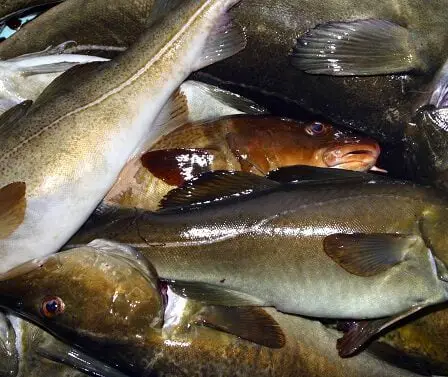 Veut l'interdiction de la pêche à la morue dans tout le fjord d'Oslo 22 Veut l'interdiction de la pêche à la morue dans tout le fjord d'Oslo - 21
