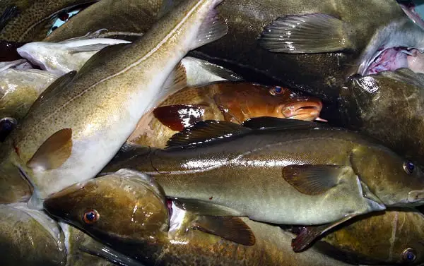 Veut l'interdiction de la pêche à la morue dans tout le fjord d'Oslo 4 Veut l'interdiction de la pêche à la morue dans tout le fjord d'Oslo - 3