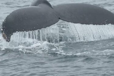 Quota de petit rorqual pour rester le même - 19