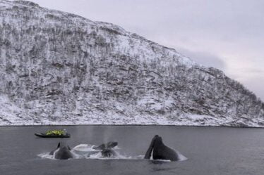 Safari aux baleines - Sørøya Havfiskecruise - 18