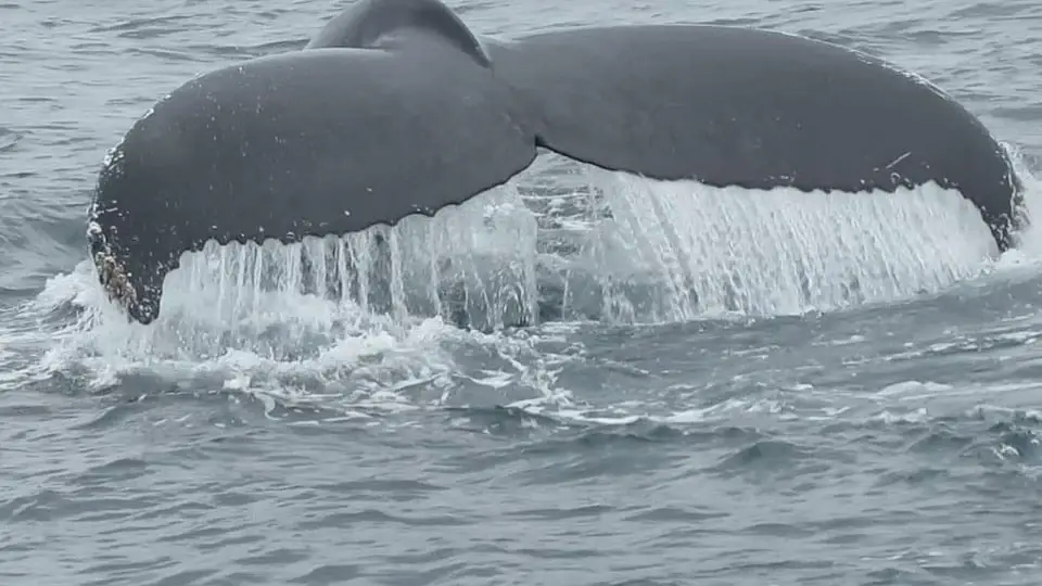 Le gouvernement augmente les quotas de pêche à la baleine - 3