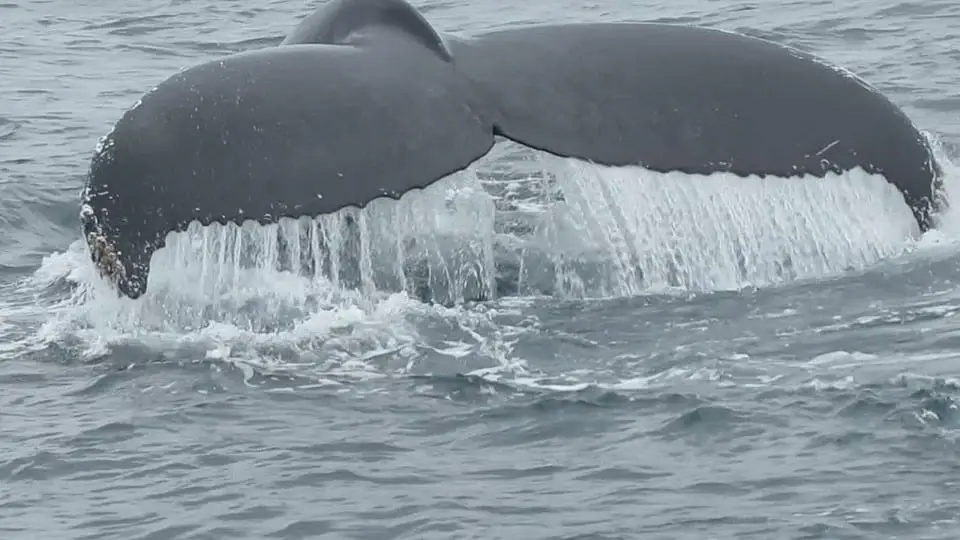 Le gouvernement augmente les quotas de pêche à la baleine 4 Le gouvernement augmente les quotas de pêche à la baleine - 3