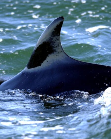 La saison de chasse à la baleine commence et le ministre norvégien des Pêches espère voir une tendance à la hausse - 23