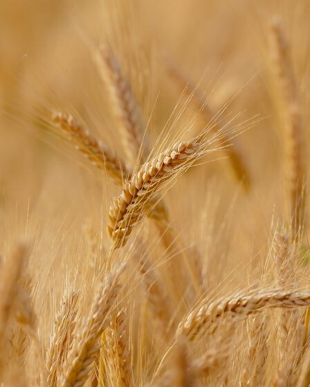 La Norvège doit importer des céréales du Kazakhstan après la saison de sécheresse - 7