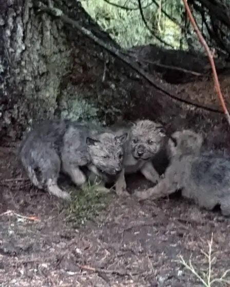 Douze nouvelles portées de loups détectées en Norvège et dans ses zones frontalières l'hiver dernier - 19