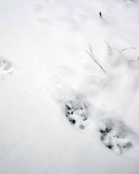 Jusqu'à présent cette saison, des traces de trois meutes de loups ont été trouvées en Norvège 8 Jusqu'à présent cette saison, des traces de trois meutes de loups ont été trouvées en Norvège - 7