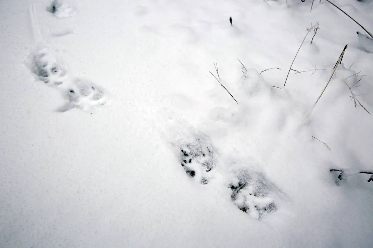 Jusqu'à présent cette saison, des traces de trois meutes de loups ont été trouvées en Norvège - 3