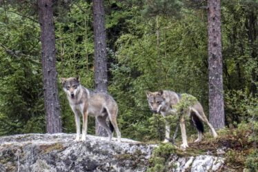 Plus de 100 loups ont été détectés pendant l'hiver en Norvège et en Suède - 20