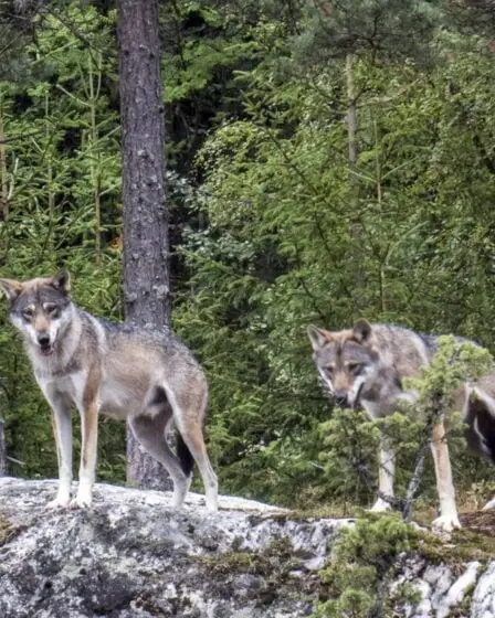 Plus de 100 loups ont été détectés pendant l'hiver en Norvège et en Suède 17 Plus de 100 loups ont été détectés pendant l'hiver en Norvège et en Suède - 16