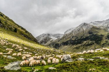 Un éleveur de moutons a obtenu 2 centimes d'euro par kilo - 18