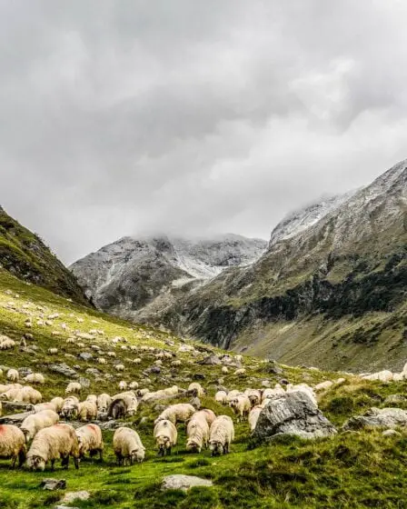 Un éleveur de moutons a obtenu 2 centimes d'euro par kilo 5 Un éleveur de moutons a obtenu 2 centimes d'euro par kilo - 4