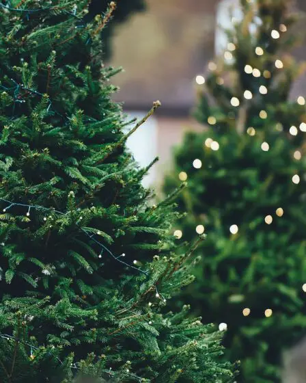 Les drones aideront à arrêter les arbres de Noël indésirables dans la nature norvégienne 29 Les drones aideront à arrêter les arbres de Noël indésirables dans la nature norvégienne - 28