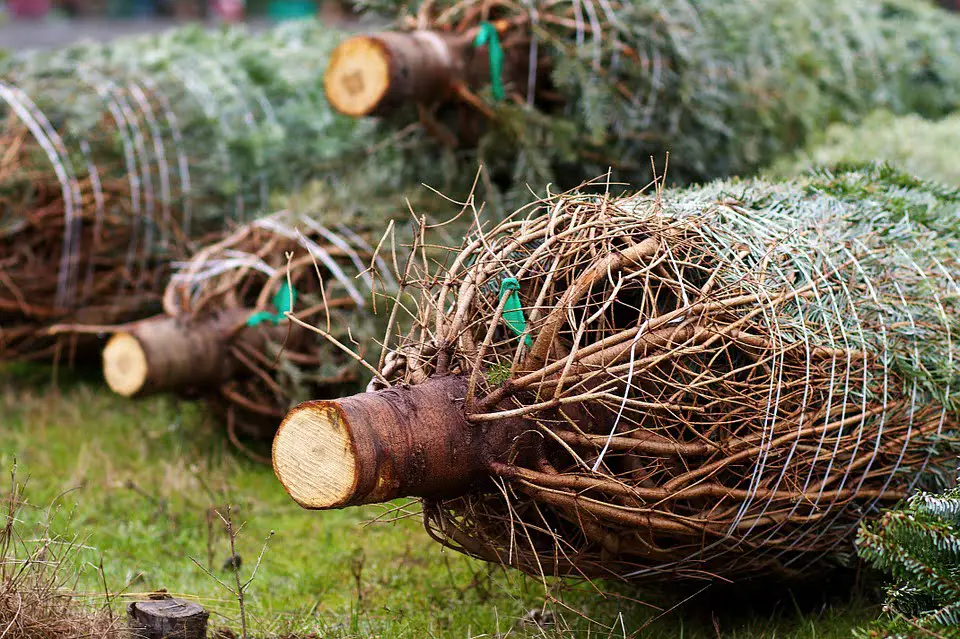 Les fabricants d'arbres de Noël disent qu'ils doivent fermer en raison de la concurrence des grandes chaînes - 3
