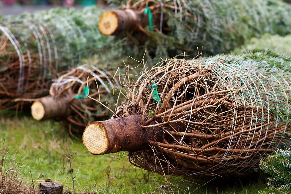 Les fabricants d'arbres de Noël disent qu'ils doivent fermer en raison de la concurrence des grandes chaînes 4 Les fabricants d'arbres de Noël disent qu'ils doivent fermer en raison de la concurrence des grandes chaînes - 3