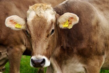 La sécheresse entraîne un abattage massif de bovins - 16