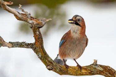 Observer les oiseaux en Norvège, notre guide pour tout savoir - 36