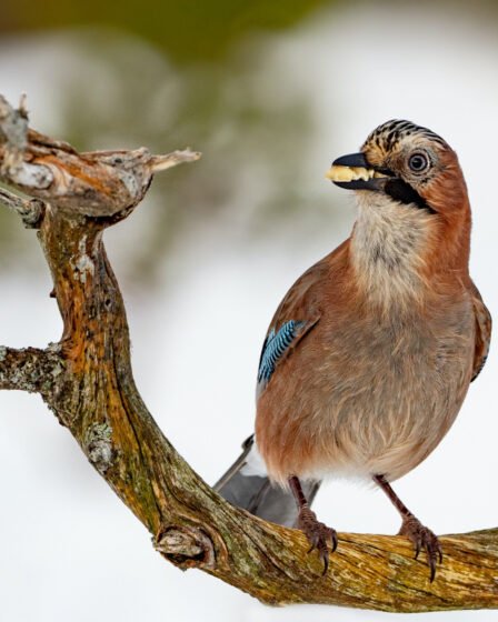 Observation des oiseaux en Norvège: guide du débutant - 57