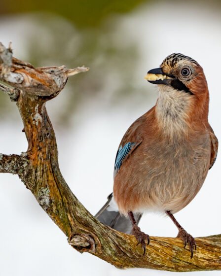 Observer les oiseaux en Norvège, notre guide pour tout savoir 34 Observer les oiseaux en Norvège, notre guide pour tout savoir - 33