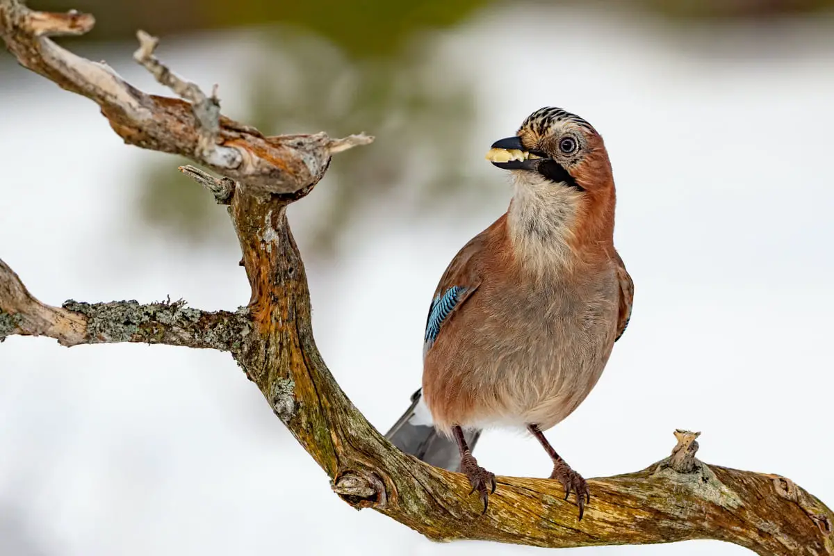 Observer les oiseaux en Norvège, notre guide pour tout savoir - 3