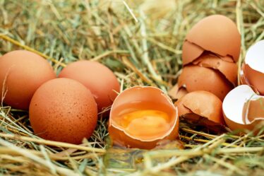 Plusieurs tonnes d'œufs contaminés vendus au Danemark - 20