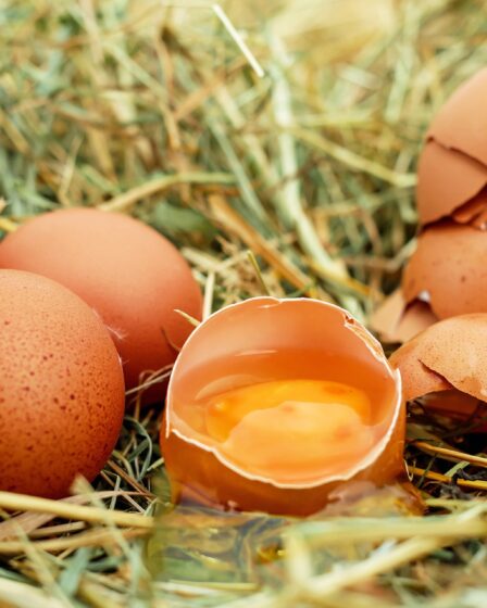 Plusieurs tonnes d'œufs contaminés vendus au Danemark 29 Plusieurs tonnes d'œufs contaminés vendus au Danemark - 28