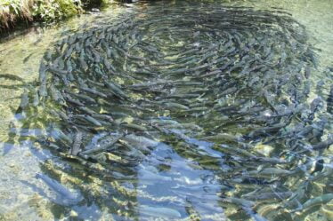 Incendie dans les fermes piscicoles - plusieurs milliers de poissons se sont échappés - 18