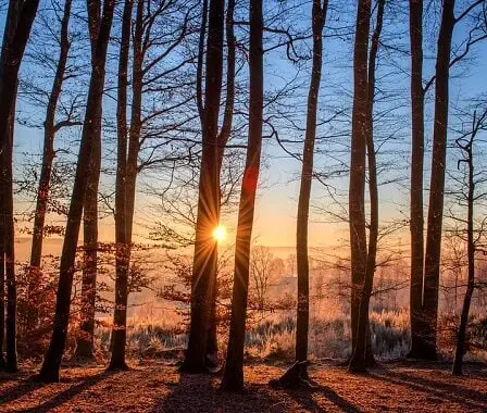 L'Allemagne, la Norvège et le Royaume-Uni appellent à plus d'ambition pour la protection mondiale des forêts 14 L'Allemagne, la Norvège et le Royaume-Uni appellent à plus d'ambition pour la protection mondiale des forêts - 13