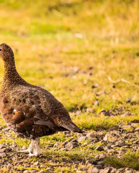 Plus de chasseurs après le petit gibier comme le tétras 28 Plus de chasseurs après le petit gibier comme le tétras - 27
