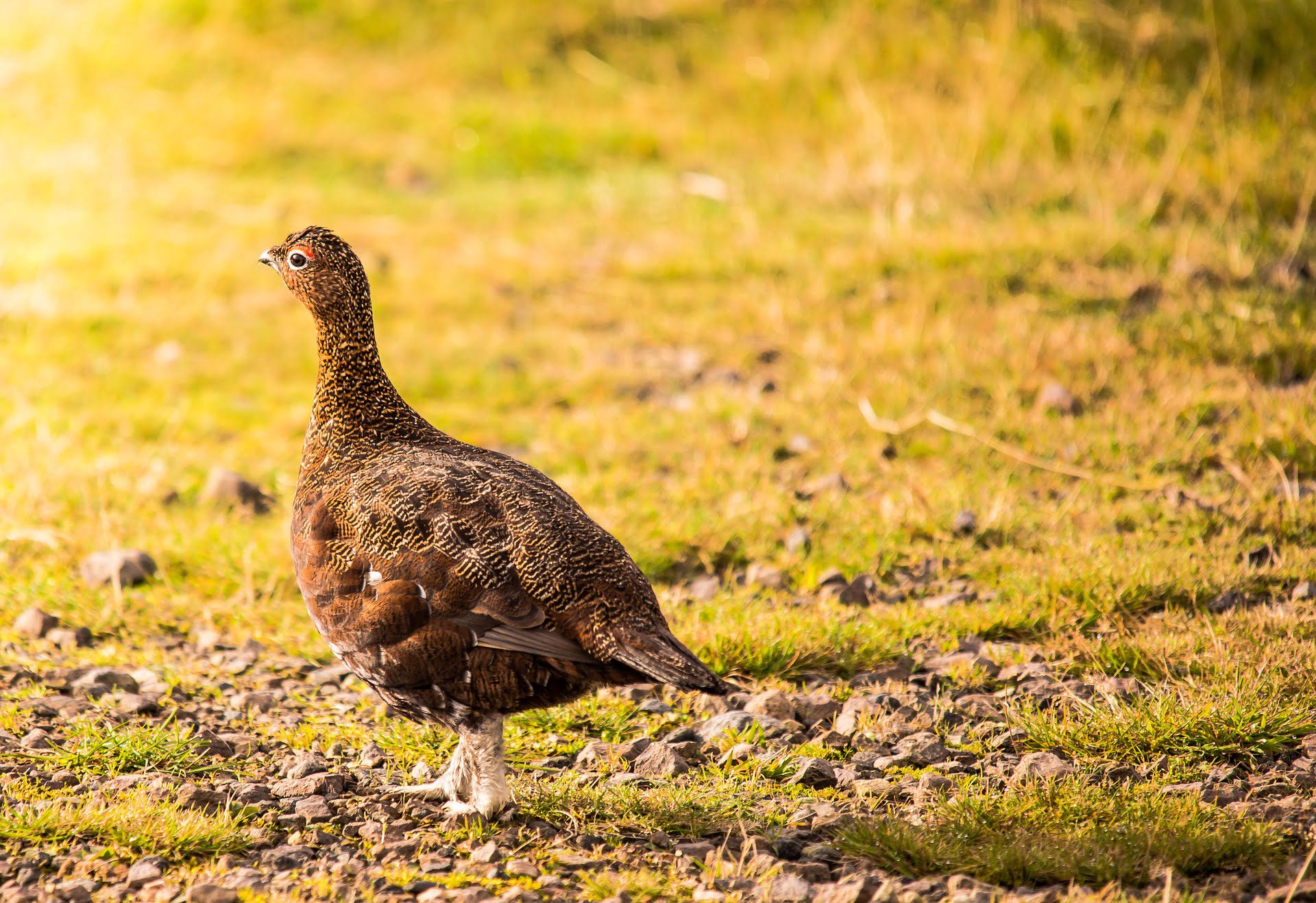 Plus de chasseurs après le petit gibier comme le tétras 4 Plus de chasseurs après le petit gibier comme le tétras - 3