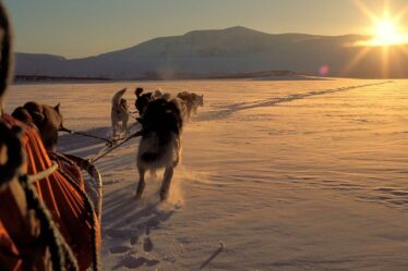 Traîneau à chiens - Norway Today - 28