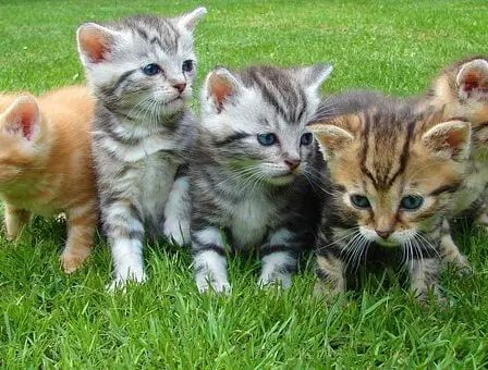 Vacances d'été haute saison pour se débarrasser des chats - 10