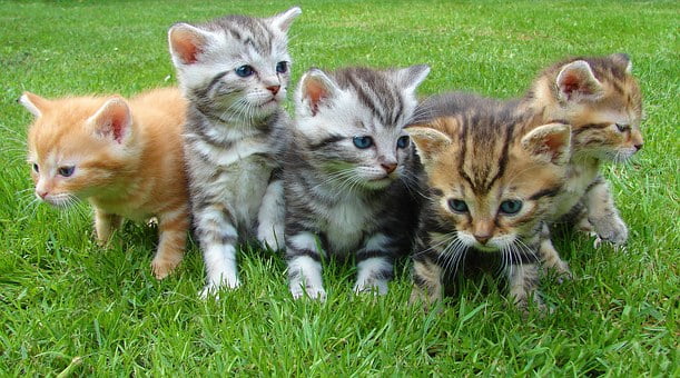 Vacances d'été haute saison pour se débarrasser des chats 4 Vacances d'été haute saison pour se débarrasser des chats - 3