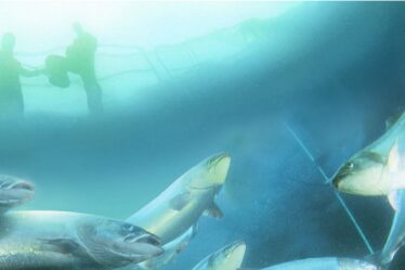 Résultats record de Marine Harvest - 20