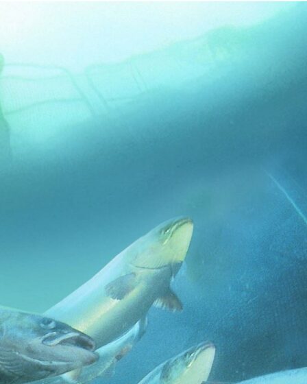 12000 tonnes de saumon tué par les algues 32 12000 tonnes de saumon tué par les algues - 31