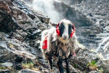 4 moutons ont pris d'assaut Facebook cet été - 24