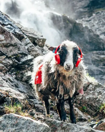 4 moutons ont pris d'assaut Facebook cet été 5 4 moutons ont pris d'assaut Facebook cet été - 4